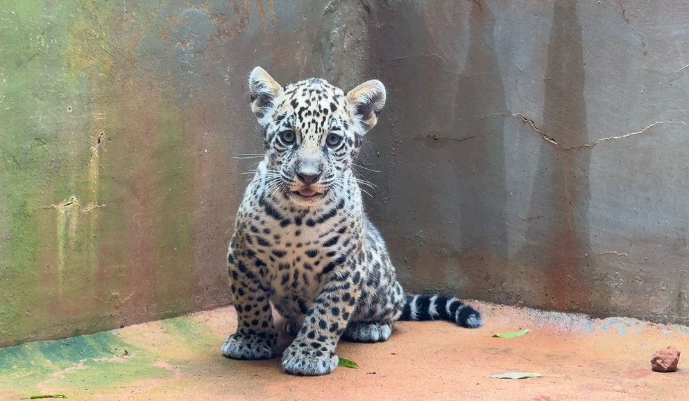 onça pintada
