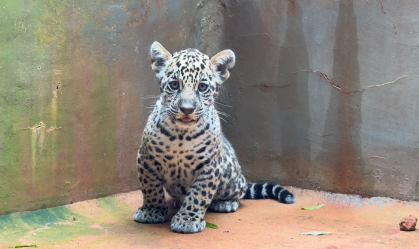onça pintada