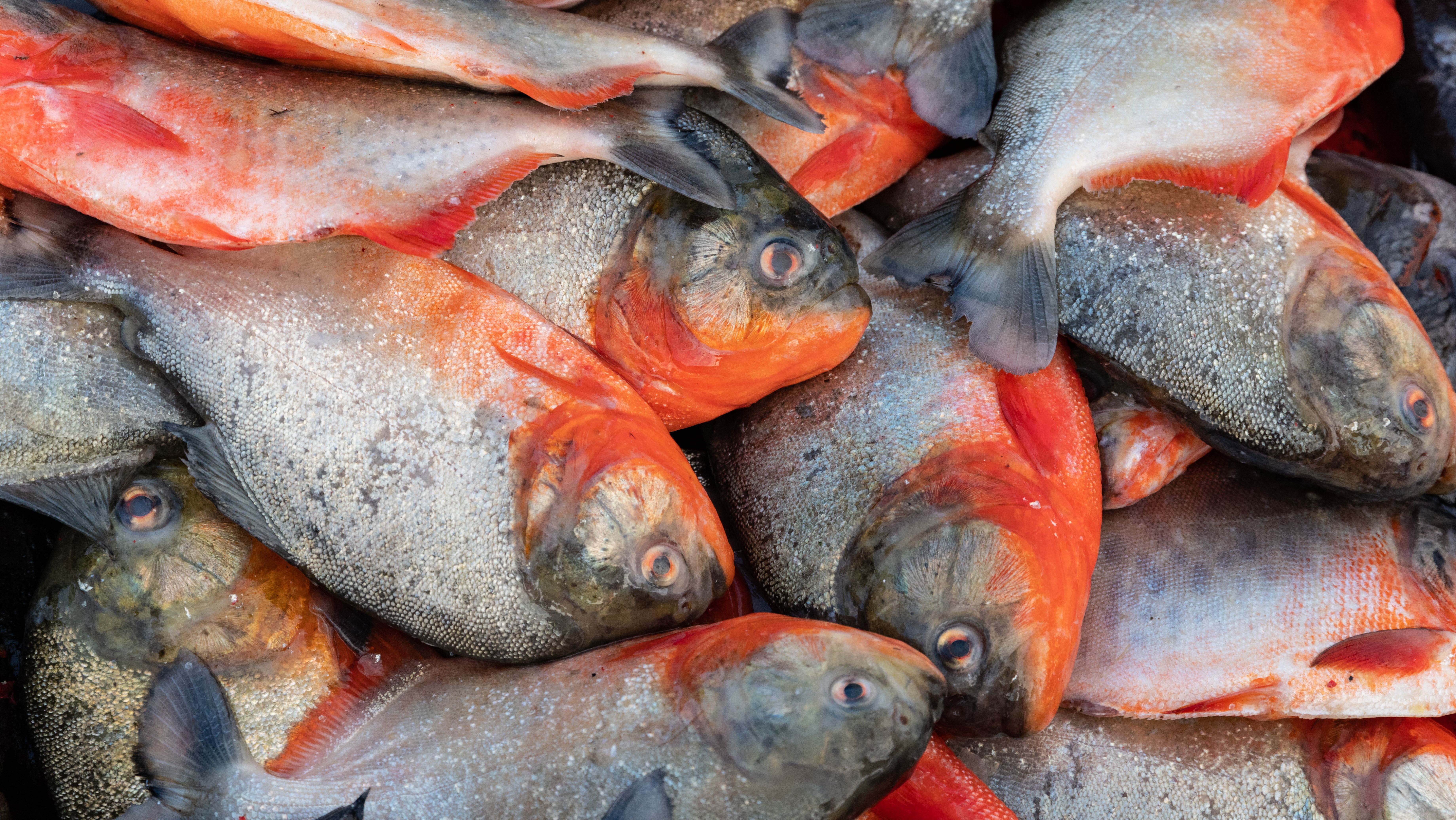 Vigilância Sanitária dá dicas de como comprar peixe fresco na Semana Santa