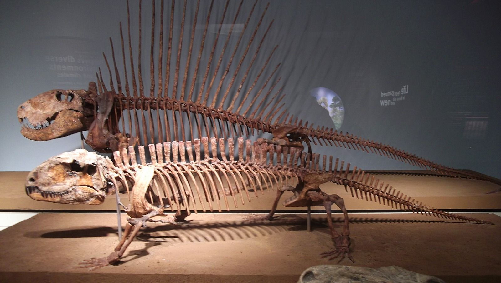 pelicossauros