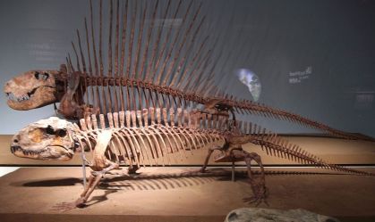 Fósseis inéditos de estranhos pelicossauros são encontrados no Piauí