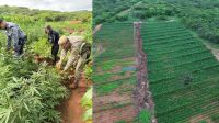 Polícia descobre plantação com cerca de 115 mil pés de maconha no Piauí