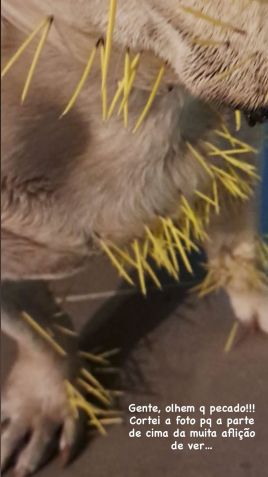 Stephany Brito mostra resultado de briga entre cachorros e porco-espinho • Instagram/Sthepany Brito