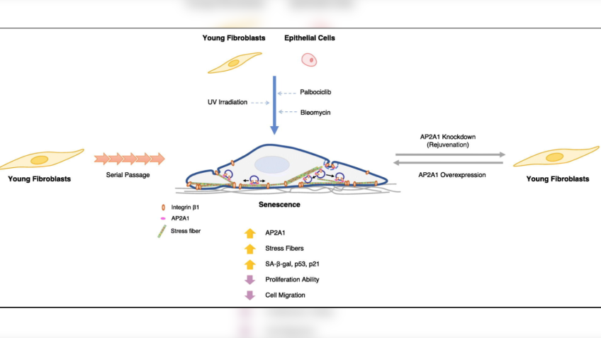 Proteína AP2A1 • Cellular Signalling