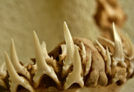 'Dentadura' de tubarão: cientistas brasileiros estudam dentes do animal