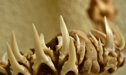 rebimar-estudo-arcadadentária