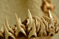 'Dentadura' de tubarão: cientistas brasileiros estudam dentes do animal