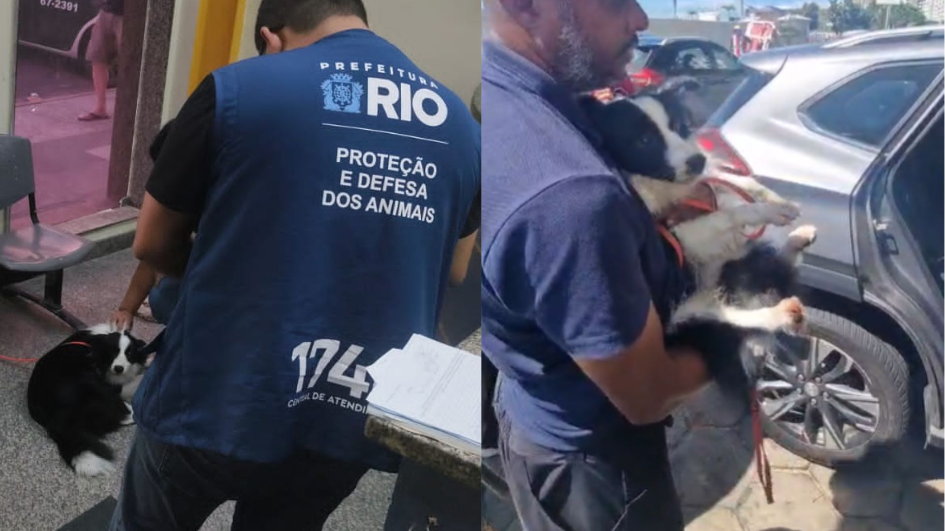 resgate-cachorro-rj