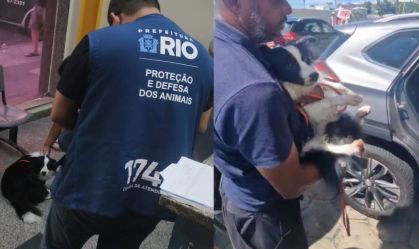 resgate-cachorro-rj