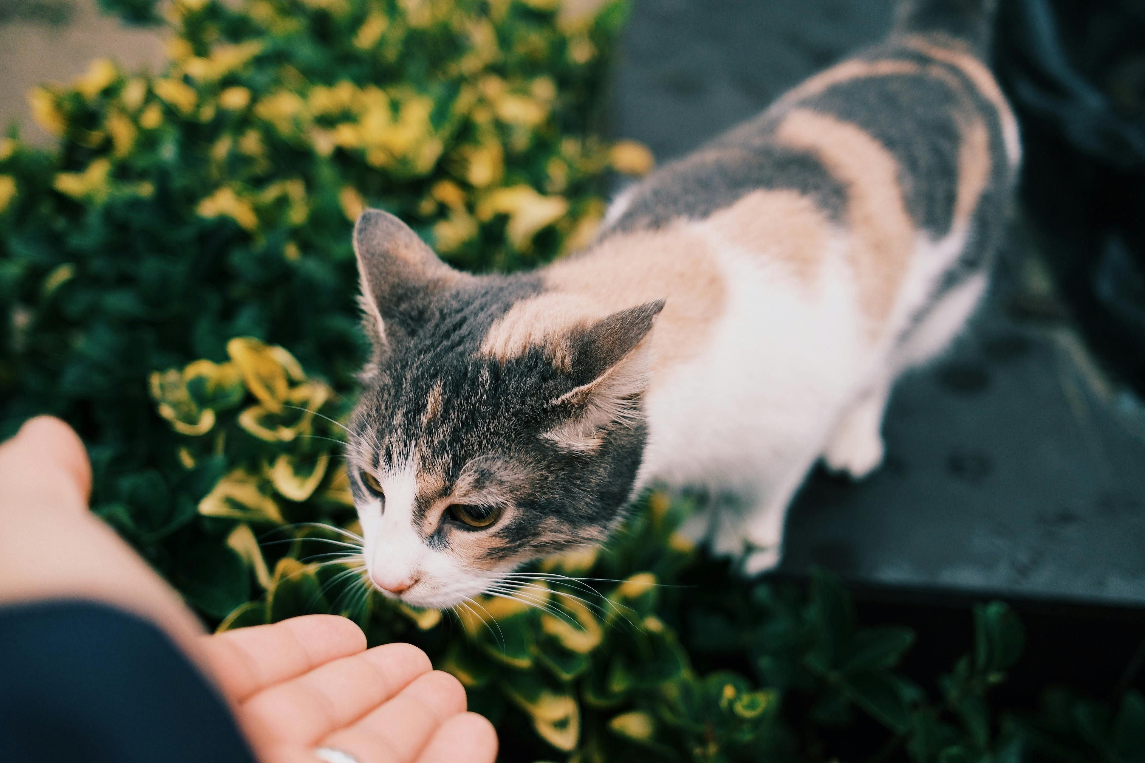 simpatia-dinheiro-gato.jpg
