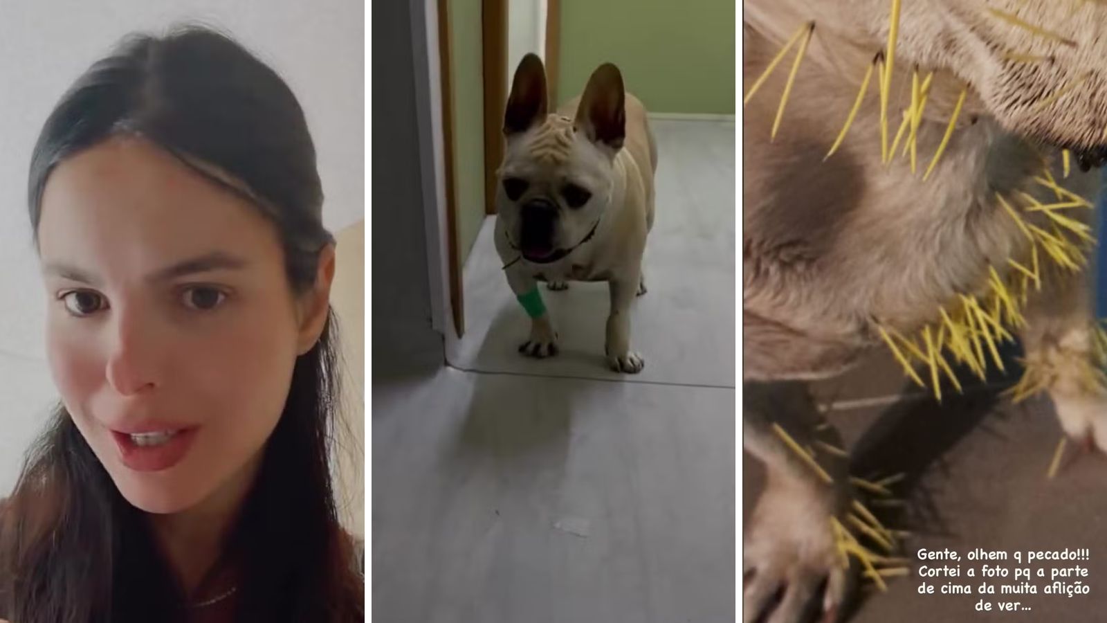 Stephany Brito relata ataque de seus cachorros com porco-espinho