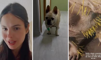 Stephany Brito relata ataque de seus cachorros com porco-espinho