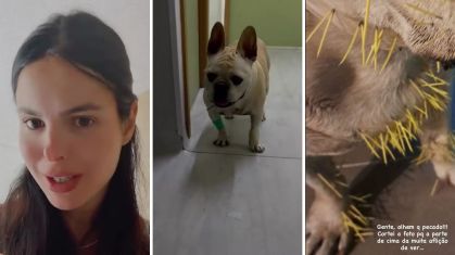 Stephany Brito relata ataque de seus cachorros com porco-espinho