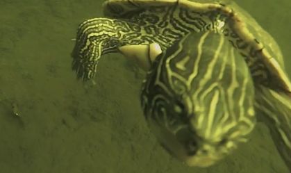 tartaruga