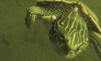 Pilha de tartarugas desmembradas mostra poder fatal de mudanças climáticas