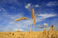 Cooperativas preveem queda na área de trigo em São Paulo