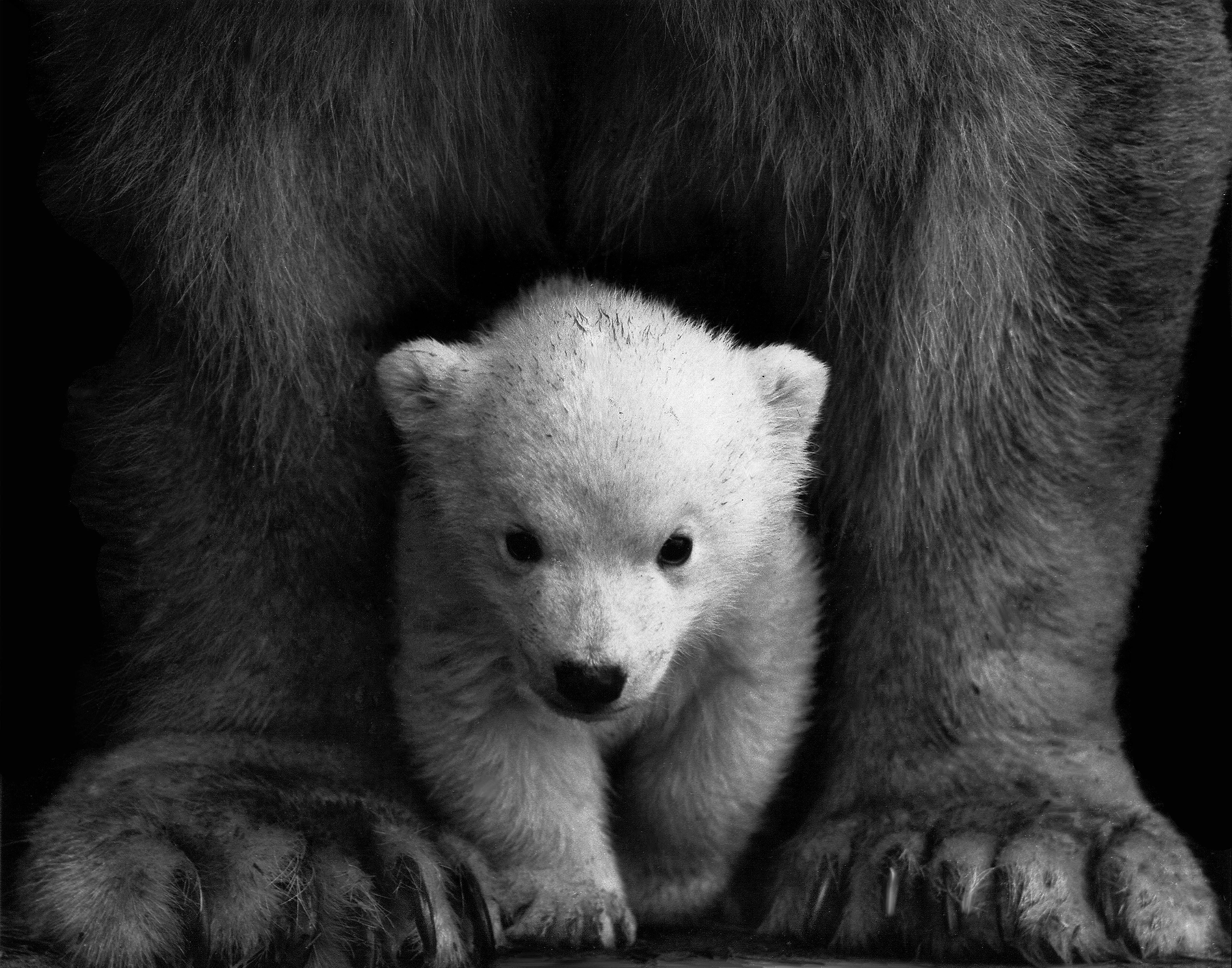 O outono é um período crucial para os ursos-cinzentos (grizzly bears) na América do Norte, marcado pela preparação intensa para o inverno • Pexels