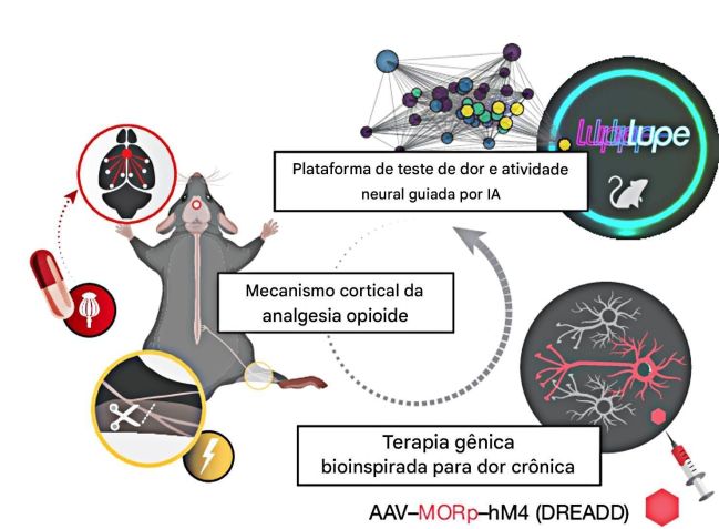 Após descobrir onde a morfina age no cérebro, pesquisas entregam instruções terapêuticas nos neurônios responsáveis pela dor • Corinna Oswell , Nature, 2025/Divulgação
