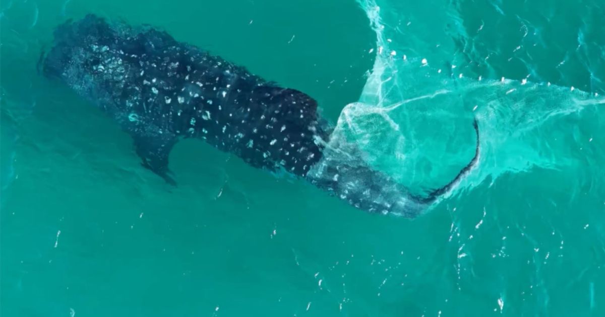 Veja vídeo: tubarão-baleia é flagrado rompendo rede em Arraial do Cabo (RJ)