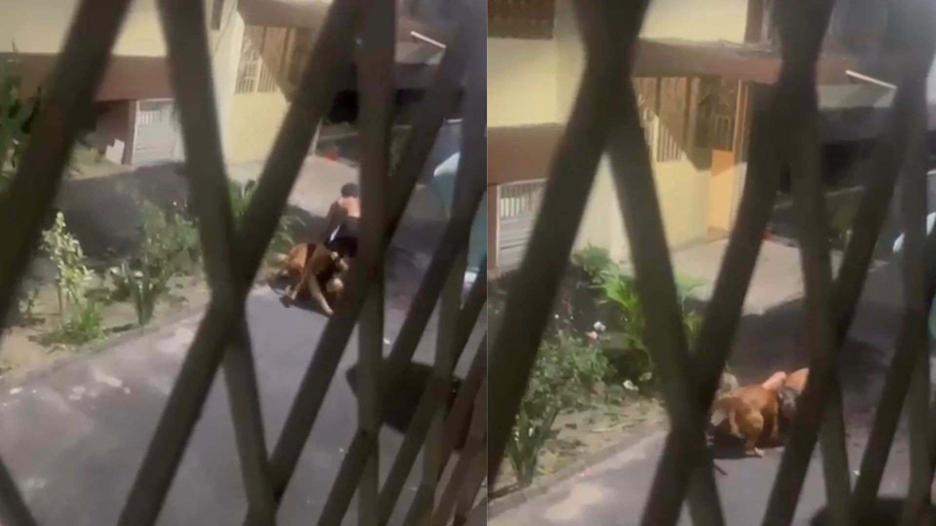 Ataque pitbull RJ