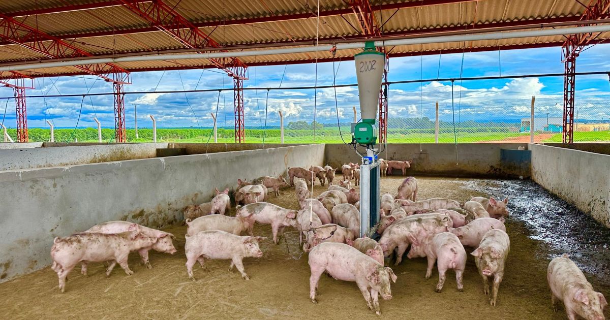 Empresa do setor suinícola recebe certificação inédita de bem-estar animal