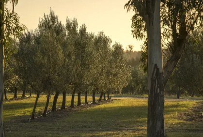 Uruguai na rota do azeite: produção premium e experiências imperdíveis