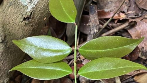 Copaíba-vermelha é uma árvore endêmica do Brasil encontrada na Mata Atlântica