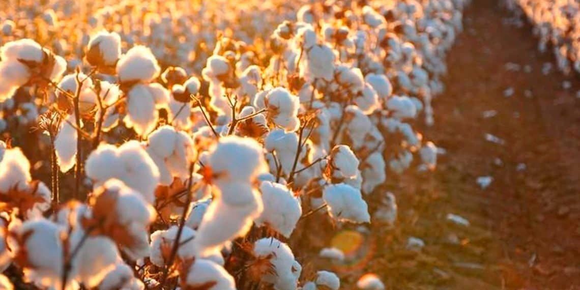 Cultivo-do-algodao.-Brasil-deve-se-tornar-o-maior-exportador-do-mundo-e-boa-adubacao-e-essencial