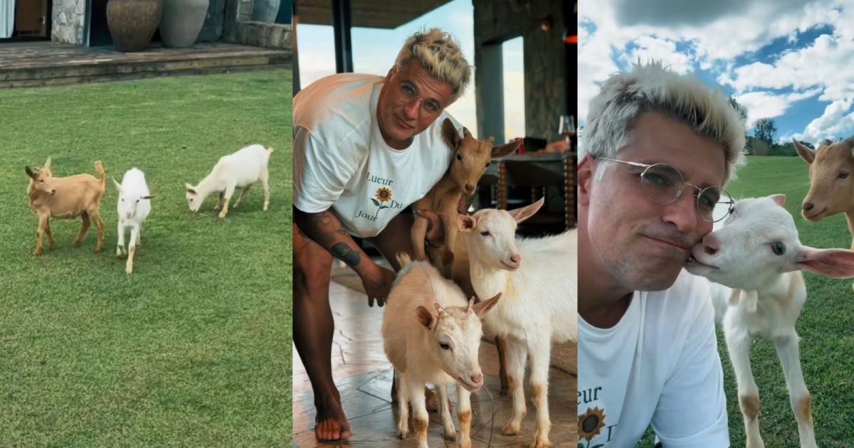Bruno Gagliasso mostra mini cabras que ganhou de aniversário
