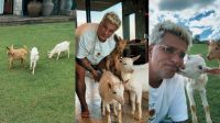 Bruno Gagliasso mostra mini cabras que ganhou de aniversário