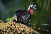 Biodiversidade avança na estratégia produtiva do agro