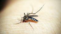 Mosquito transmissor da malária é junção de 5 espécies, diz estudo