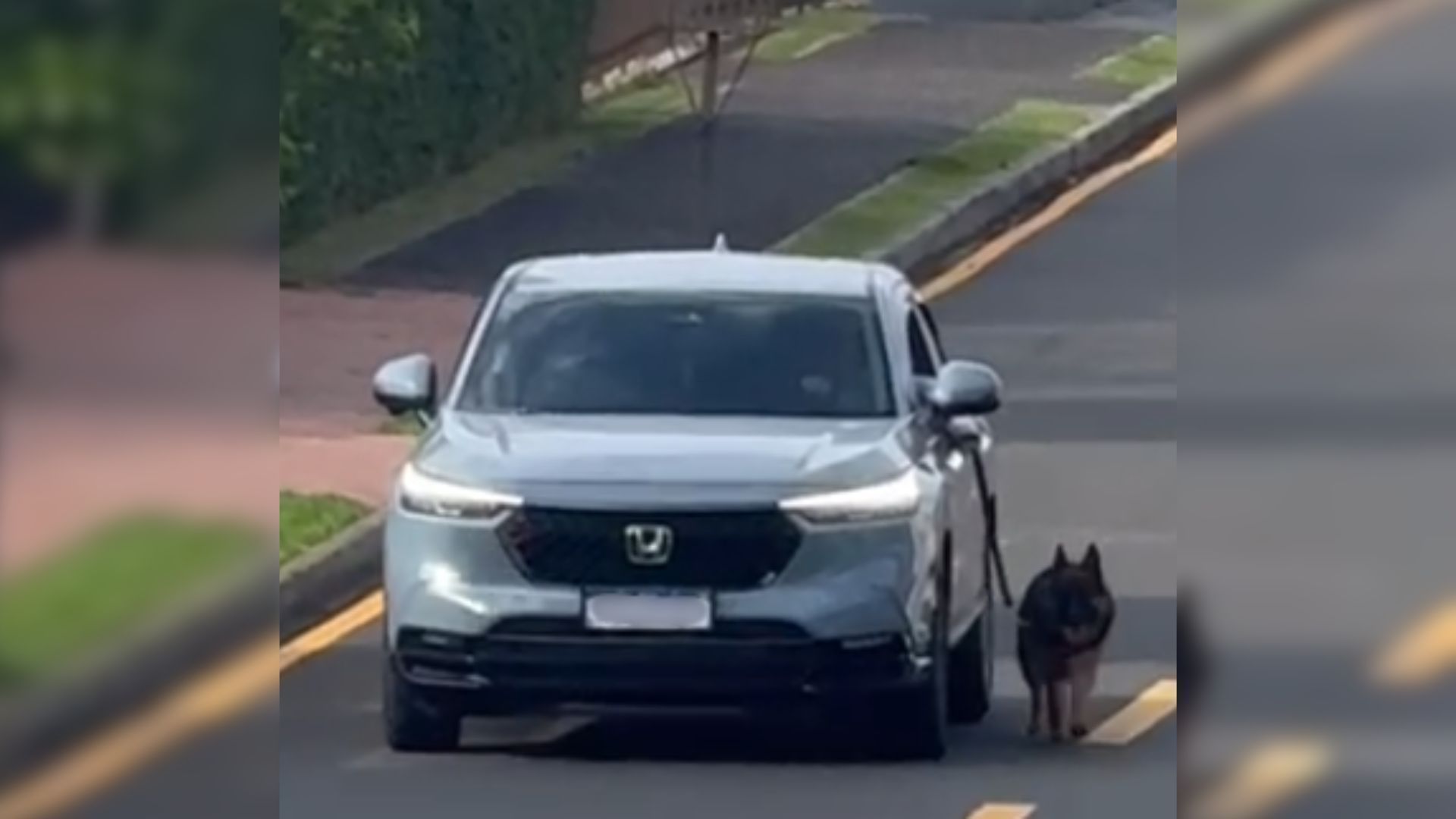 Homem é indiciado por dirigir com cachorro preso para fora no Paraná (2)