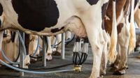 Projeto que restringe compra de leite importado avança no Congresso