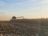 Preços ao produtor no Brasil voltam a subir sob impacto de guerra no Irã