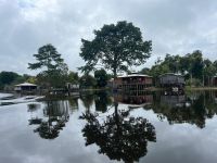 O valor invisível da floresta