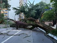 Árvore gigante cai e fecha ruas próximas à Avenida Paulista; veja imagens