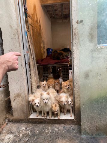 26 animais foram resgatados após denúncias anônimas • PCMG
