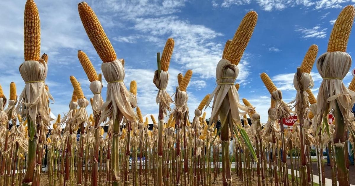 Atraso no plantio de milho deve comprometer germinação de grãos em Goiás