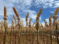 Atraso no plantio de milho deve comprometer germinação de grãos em Goiás