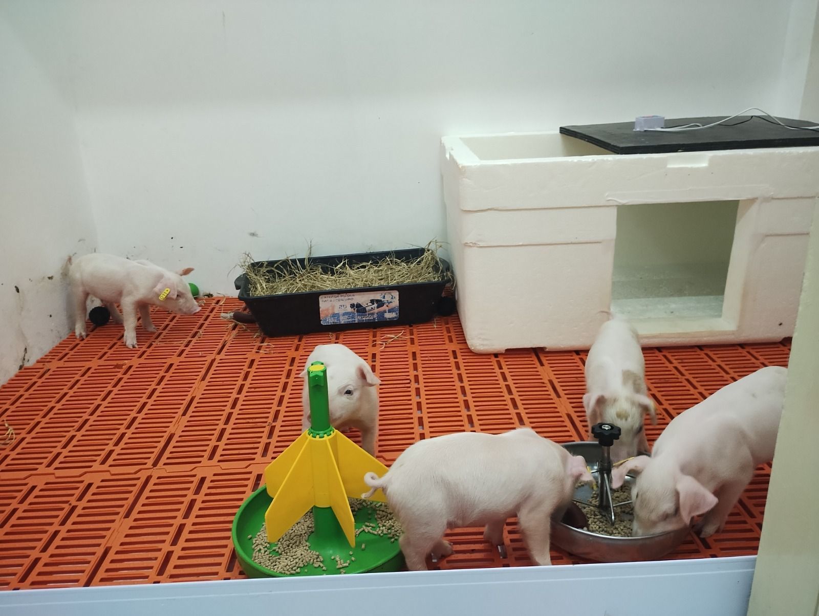 CLONAGEM SUÍNOS XENOTRANSPLANTES