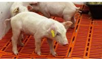 Primeiro clone suíno da América Latina nasce em São Paulo