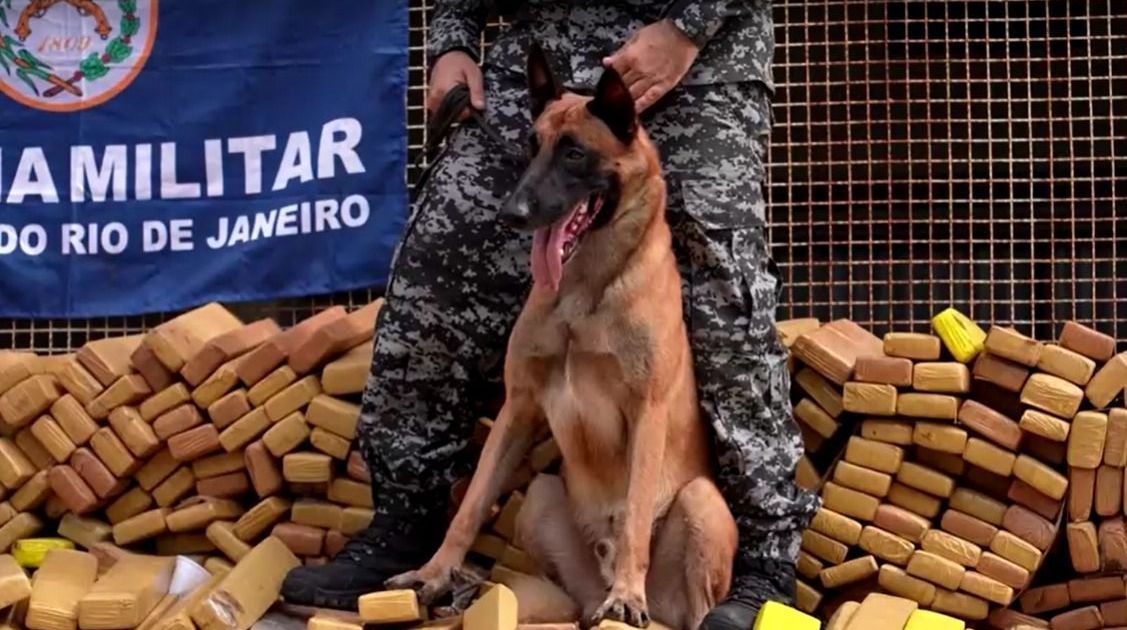 Cão Hulk ajudou a encontrar 48 toneladas de drogas no Complexo da Maré (RJ)