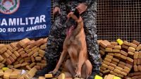 Cão farejador localiza 300 kg de drogas em comunidade da Zon