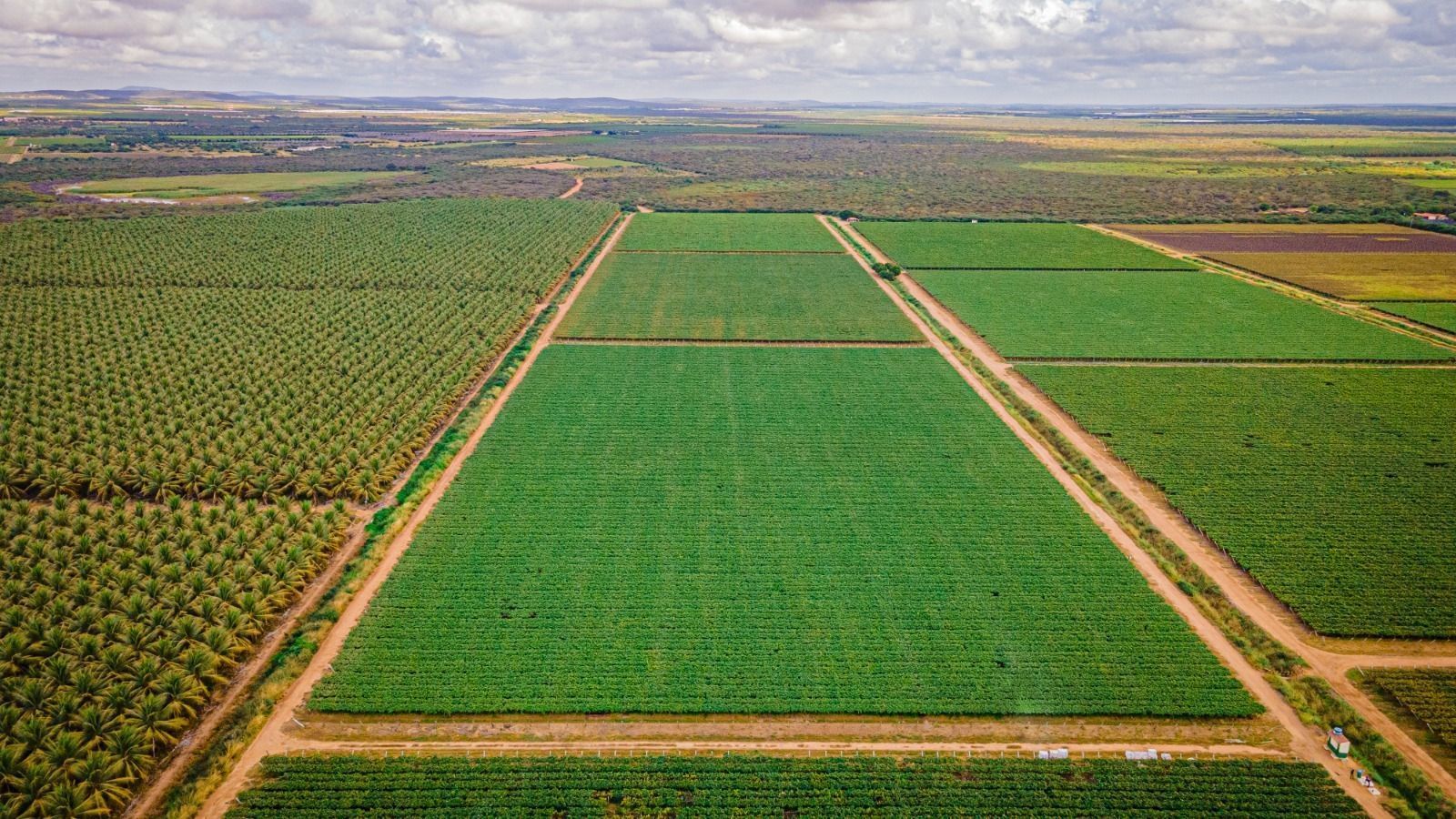 Lavoura de uva e coco em Petrolina (PE)