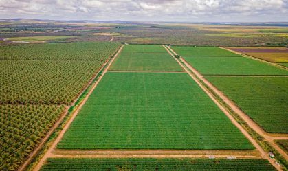 Lavoura de uva e coco em Petrolina (PE)