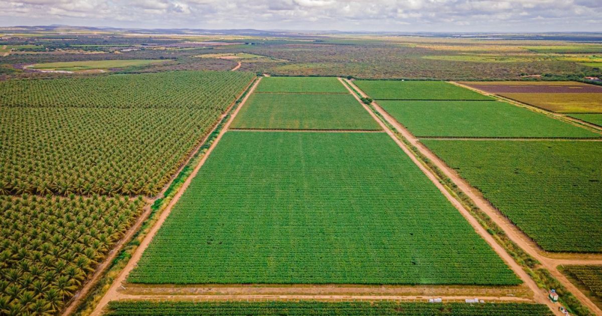 Leilões de fazendas confiscadas disparam à medida que dívida rural cresce