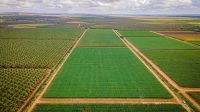 Leilões de fazendas confiscadas disparam à medida que dívida rural cresce
