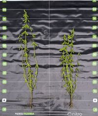 EXCLUSIVO: Nitro investe R$ 15 milhões em nova tecnologia para soja