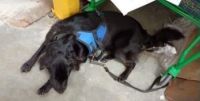 Polícia indicia mulher por abandono de cão em supermercado em SC